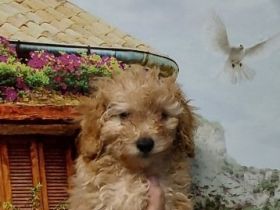 Süße apricot Zwergpudel Welpe Unsere reinrassige Toy