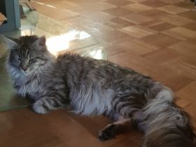 Maine Coon von Raibersdura