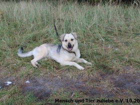 Das ist unser Sonnenschein Cody. Für Cody suchen wir