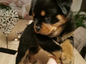 Unsere Hundin hat am 24.11.2021 5 bezaubernde Welpen