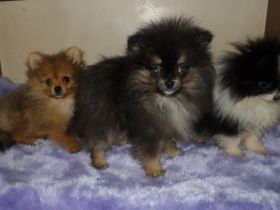 Traumhaft schöne, typvolle Zwergspitze/Pomeranien zum
