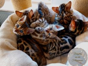 Am 11.08.2021 hat unsere Leilani 5 tolle Babys bekommen