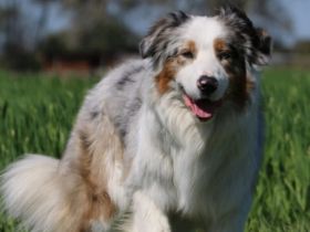 Hundename:Lightmyfire's You Never Walk Alone DNA-VP