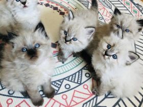 Perser Kitten mit Nase