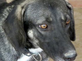 Petra 3 (weiblicher Mischling)