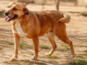 Mary, liebes anhängliches Hundemädel sehnt sich nach Euch