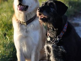 Dog&Dream - Hundeferien in der Familie, nur noch wenige Plätze frei