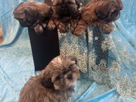 Shih Tzu Welpen – Reservierung für kommende Würfe (Bayern)