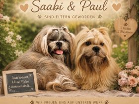 Shih Tzu Welpen