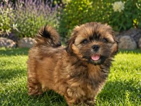 Shih Tzu Welpen aus verantwortungsvoller, liebevoller Aufzucht