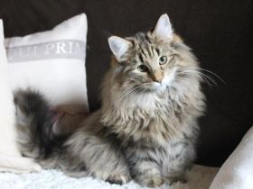 Norwegische Waldkatze, Kitten, Norweger, Katzenbabys