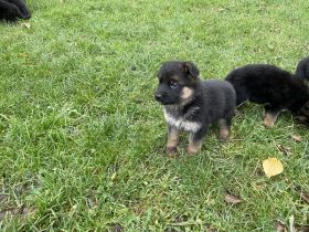 Meine Welpen werden ab der 8 Woche zum Verkauf