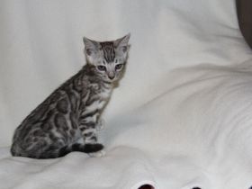 Bengalen von der Saffenburg