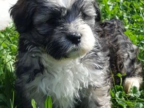 "von der Zauberschmiede"