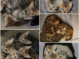 Wer hat noch keinen richtigen Freund? Oder haben sie