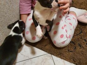 Ich verkaufe hier süße Boston Terrier Welpen 1 Rüden