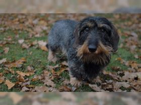 Carlson vom Wulfenauer Mühlenbach