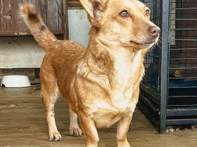 Rosi ist einer von circa 140 Hunden und 30 Katzen, die