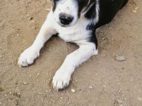 Misti ist einer von circa 140 Hunden und 30 Katzen, die