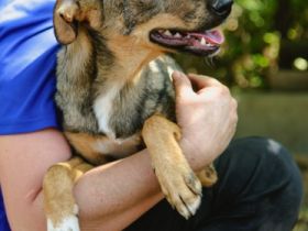 Mimi ist einer von circa 140 Hunden und 30 Katzen, die