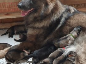 Am 03.12.2021 hat meine Hidayah 11 wunderschöne und