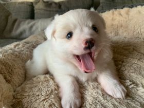 Unsere bezaubernde Hündin hat am 16.10.2021 fünf süße