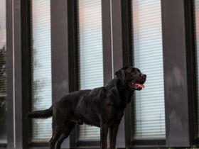 Cooper von der Braunsburg (26-fach genetisch frei / DOK