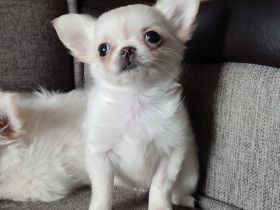 Zuckersüße reinrassige Chihuahua Welpen Kurzhaar suchen