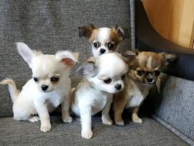 Reinrassige Chihuahua-Welpen (Mädchen und Rude)