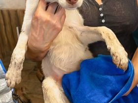 Biba ist einer von circa 140 Hunden und 30 Katzen, die