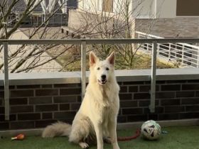 Hennes von Meierhafe