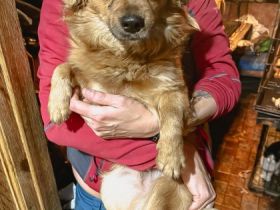 Prinz ist einer von circa 140 Hunden und 30 Katzen, die