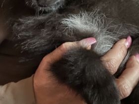 Kleine Zuckerschnuten suchen ab sofort neues