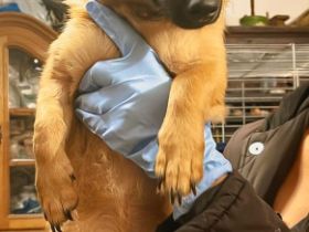 Ronja ist einer von circa 140 Hunden und 30 Katzen, die