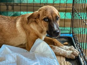 Dorian ist einer von circa 140 Hunden und 30 Katzen,