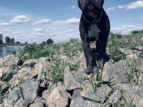 Henry sucht ein liebevolles und sehr aktives neues