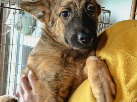 Anton ist einer von circa 140 Hunden und 30 Katzen, die