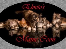 Elmito's Maine Coon