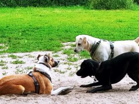 "Die Körpersprache des Hundes" (Online)