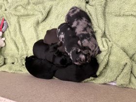 Hallo liebe Hundefreunde, Endlich sind sie da!!! Sechs