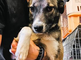 Lana ist einer von circa 140 Hunden und 30 Katzen, die