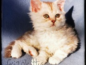 Unser süßer Aladdin hat sein Köfferchen gepackt und ist