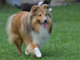 Zisko Candy von Shannon