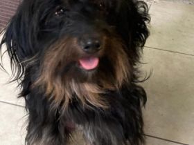 Wichtig. Mousa lebt in Serbien! Grösse: ca. 36cm Hier