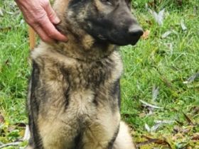 Graue Schäferhündin zu verkaufen. 1000€ Meine graue 14