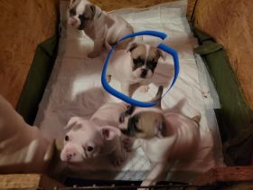 1 süßes Mädel und 1 Buben sucht noch ein liebevolles