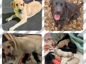 Unsere Bella ein Labrador Kuvasz Mix,hat am 4.11.21 10