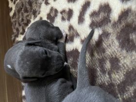 Hallo ihr lieben unsere kleinen Mäuse sind nun fast 4