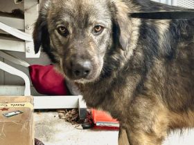 Loui, großer Hund, großes Herz, ca. 62cm