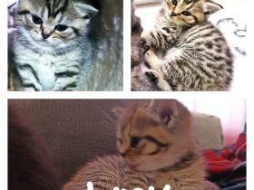 Unsere bezaubernden 4 BKH Kitten suchen ein neues